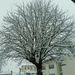 Arbre