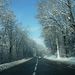 Arbres2