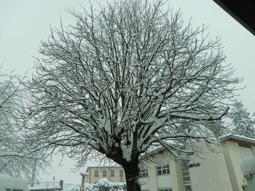 Arbre
