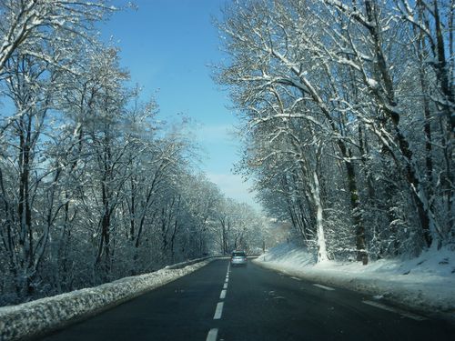 Arbres2